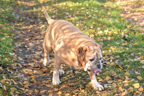 Continental Bulldog Seeblickbulls 181205 Continental Bulldog Seeblickbulls 181205
