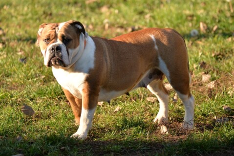 Continental Bulldog Seeblickbulls 181207 Continental Bulldog Seeblickbulls 181207