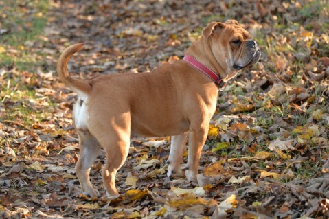 Continental Bulldog Seeblickbulls 181209 Continental Bulldog Seeblickbulls 181209