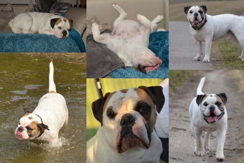 Continental Bulldog Seeblickbulls 181211 Continental Bulldog Seeblickbulls 181211