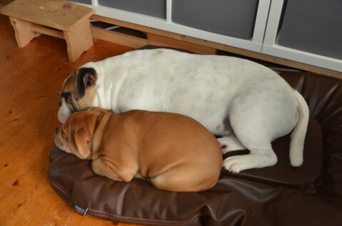 Continental Bulldog Seeblickbulls 181213 Continental Bulldog Seeblickbulls 181213