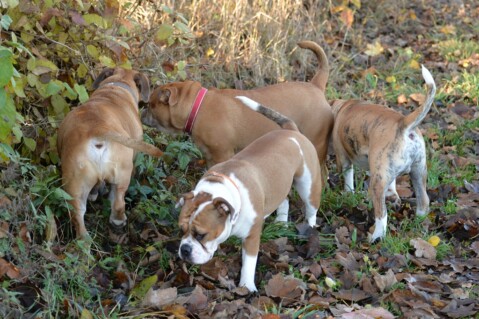 Continental Bulldog Seeblickbulls 181215 Continental Bulldog Seeblickbulls 181215
