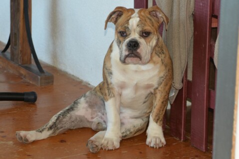 Continental Bulldog Seeblickbulls 181218 Continental Bulldog Seeblickbulls 181218