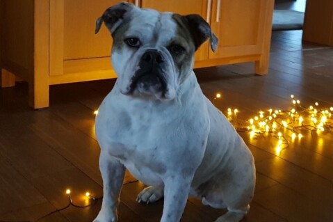 Continental Bulldog Seeblickbulls 181223 Continental Bulldog Seeblickbulls 181223