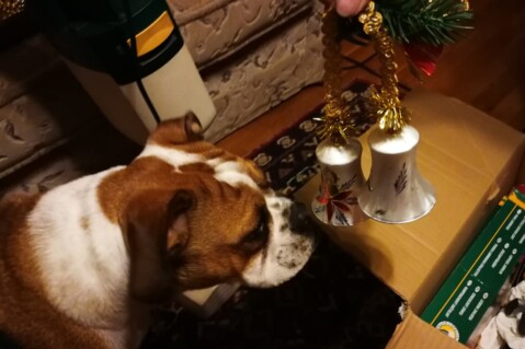 Continental Bulldog Seeblickbulls 181227 Continental Bulldog Seeblickbulls 181227