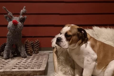 Continental Bulldog Seeblickbulls 181229 Continental Bulldog Seeblickbulls 181229