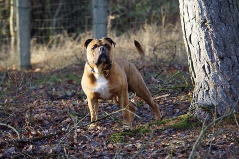 Continental Bulldog Seeblickbulls 190109 Continental Bulldog Seeblickbulls 190109