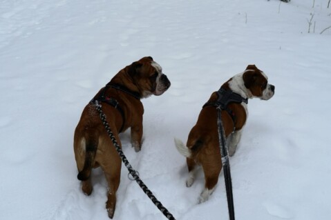 Continental Bulldog Seeblickbulls 190115 Continental Bulldog Seeblickbulls 190115