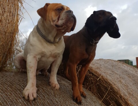Continental Bulldog Seeblickbulls 190117 Continental Bulldog Seeblickbulls 190117