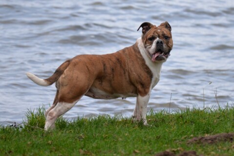 Continental Bulldog Seeblickbulls 190121 Continental Bulldog Seeblickbulls 190121