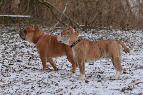 Continental Bulldog Seeblickbulls 190123 Continental Bulldog Seeblickbulls 190123