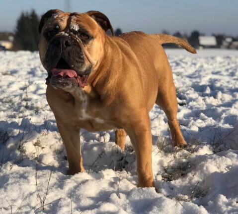 Continental Bulldog Seeblickbulls 190125 Continental Bulldog Seeblickbulls 190125