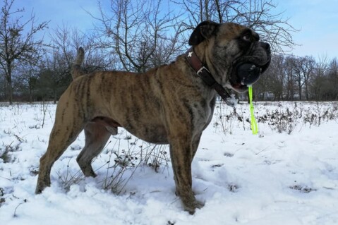 Continental Bulldog Seeblickbulls 190205 Continental Bulldog Seeblickbulls 190205