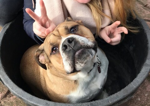 Continental Bulldog Seeblickbulls 190213 Continental Bulldog Seeblickbulls 190213