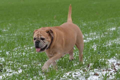 Continental Bulldog Seeblickbulls 190215 Continental Bulldog Seeblickbulls 190215