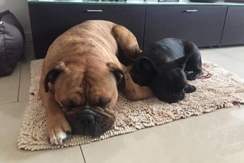 Continental Bulldog Seeblickbulls 190217 Continental Bulldog Seeblickbulls 190217
