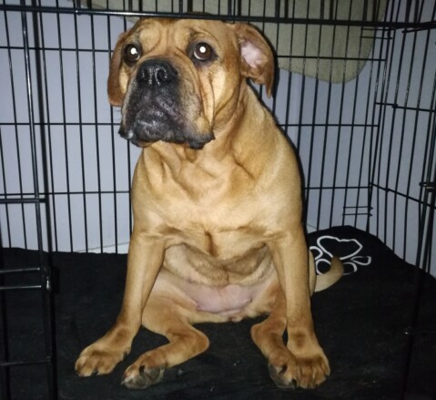Continental Bulldog Seeblickbulls 190222 Continental Bulldog Seeblickbulls 190222
