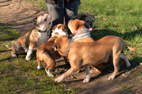 Continental Bulldog Seeblickbulls 190301 Continental Bulldog Seeblickbulls 190301