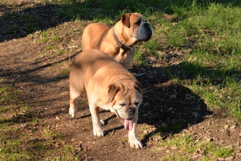 Continental Bulldog Seeblickbulls 190307 Continental Bulldog Seeblickbulls 190307