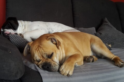 Continental Bulldog Seeblickbulls 190309 Continental Bulldog Seeblickbulls 190309