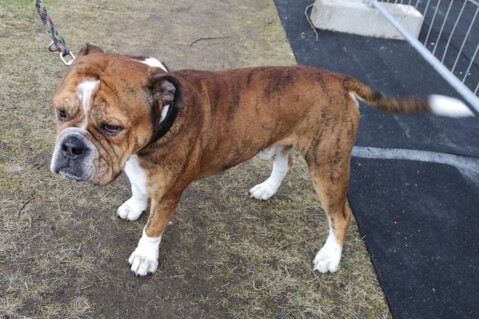 Continental Bulldog Seeblickbulls 190322 Continental Bulldog Seeblickbulls 190322