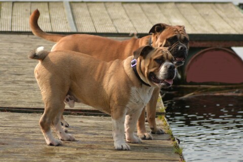 Continental Bulldog Seeblickbulls 190407 Continental Bulldog Seeblickbulls 190407
