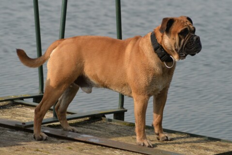 Continental Bulldog Seeblickbulls 190408 Continental Bulldog Seeblickbulls 190408