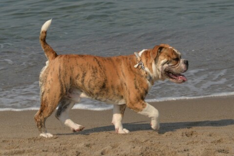 Continental Bulldog Seeblickbulls 190409 Continental Bulldog Seeblickbulls 190409