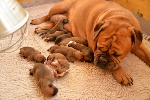 Continental Bulldog Seeblickbulls 190412 Continental Bulldog Seeblickbulls 190412