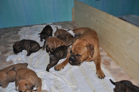Continental Bulldog Seeblickbulls 190415 Continental Bulldog Seeblickbulls 190415