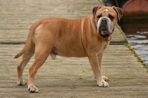 Continental Bulldog Seeblickbulls 190416 Continental Bulldog Seeblickbulls 190416