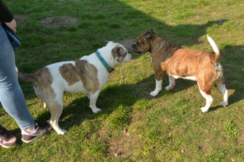 Continental Bulldog Seeblickbulls 190419 Continental Bulldog Seeblickbulls 190419