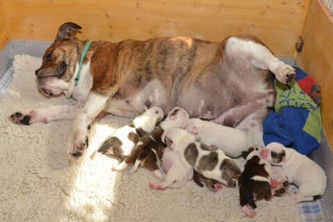 Continental Bulldog Seeblickbulls 190430 Continental Bulldog Seeblickbulls 190430