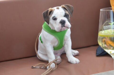 Continental Bulldog Seeblickbulls 190506 Continental Bulldog Seeblickbulls 190506