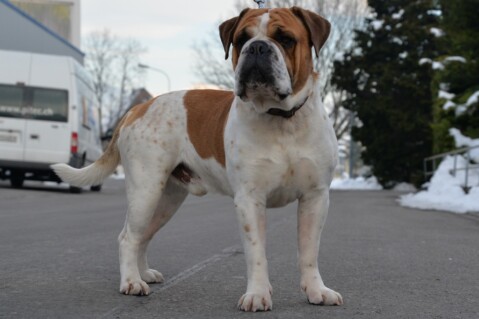Continental Bulldog Seeblickbulls 190510 Continental Bulldog Seeblickbulls 190510