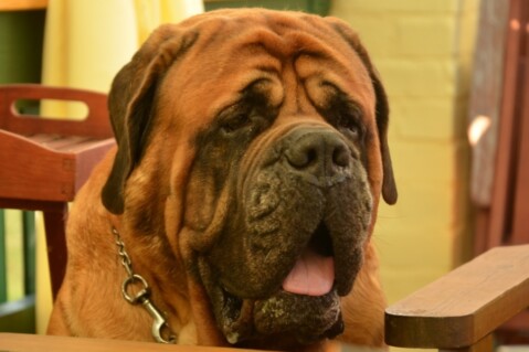 Continental Bulldog Seeblickbulls 190512 Continental Bulldog Seeblickbulls 190512