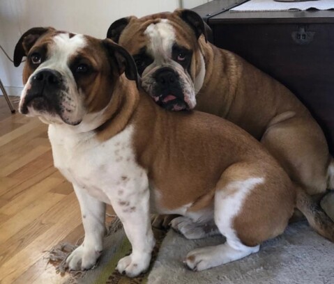 Continental Bulldog Seeblickbulls 190518 Continental Bulldog Seeblickbulls 190518