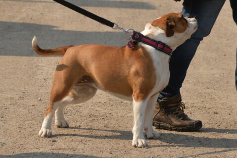 Continental Bulldog Seeblickbulls 190519 Continental Bulldog Seeblickbulls 190519