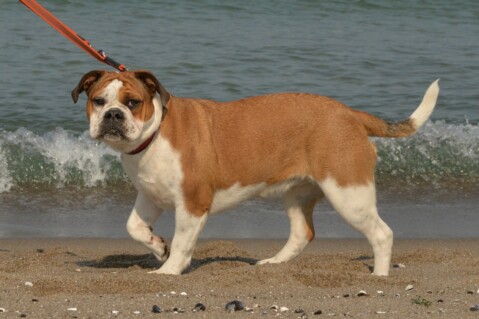Continental Bulldog Seeblickbulls 190520 Continental Bulldog Seeblickbulls 190520