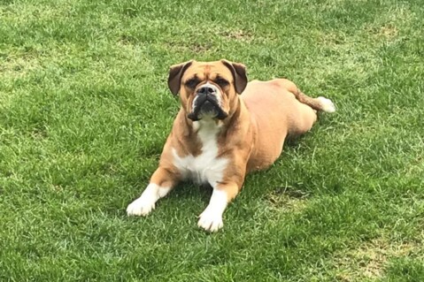 Continental Bulldog Seeblickbulls 190521 Continental Bulldog Seeblickbulls 190521