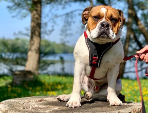 Continental Bulldog Seeblickbulls 190522 Continental Bulldog Seeblickbulls 190522
