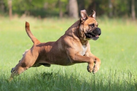 Continental Bulldog Seeblickbulls 190523 Continental Bulldog Seeblickbulls 190523