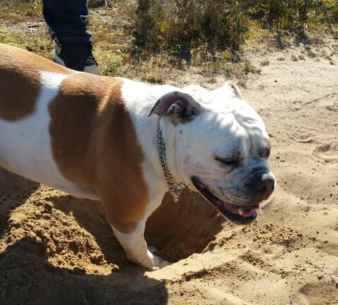 Continental Bulldog Seeblickbulls 190601 Continental Bulldog Seeblickbulls 190601