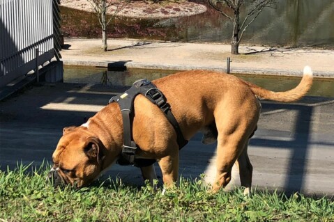 Continental Bulldog Seeblickbulls 190603 Continental Bulldog Seeblickbulls 190603
