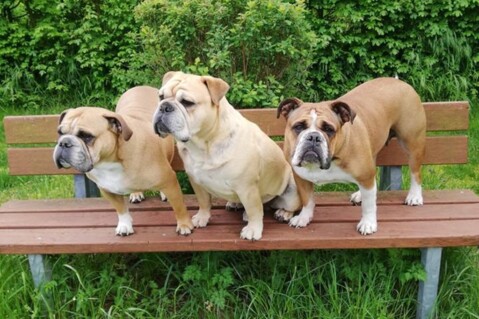 Continental Bulldog Seeblickbulls 190605 Continental Bulldog Seeblickbulls 190605