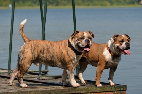 Continental Bulldog Seeblickbulls 190607 Continental Bulldog Seeblickbulls 190607