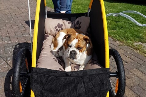 Continental Bulldog Seeblickbulls 190614 Continental Bulldog Seeblickbulls 190614
