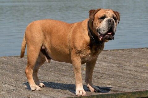 Continental Bulldog Seeblickbulls 190616 Continental Bulldog Seeblickbulls 190616