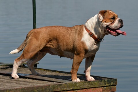 Continental Bulldog Seeblickbulls 190619 Continental Bulldog Seeblickbulls 190619