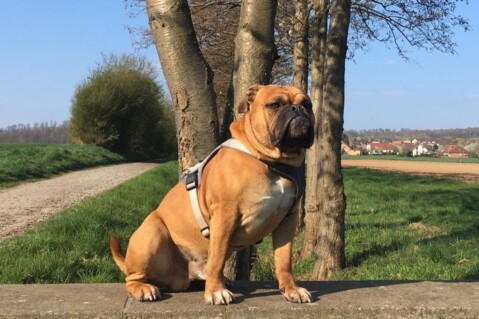 Continental Bulldog Seeblickbulls 190630 Continental Bulldog Seeblickbulls 190630